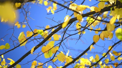 Canvas Print - Autumn golden leaves over blue sky background