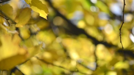 Poster - Autumn golden leaves over blue sky background