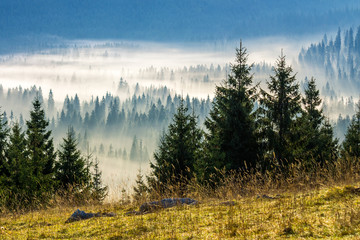 Naklejka coniferous forest in foggy romanian mountains