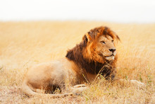 Male Lion In Masai Mara