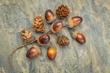 Canvas Print - acorn and cone fall decoration