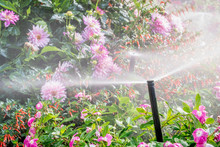 Water Sprinkler In Flower Garden