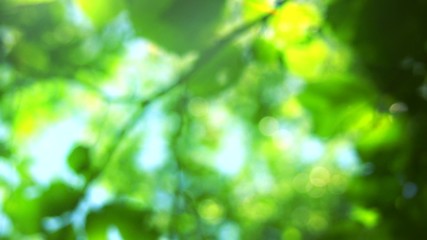 Blurred nature background with sun flare