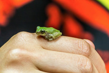 Tiny Green Frog Sitting On A Hand