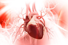 Anatomy Of Human Heart