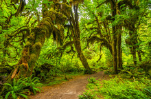 Hoh Rain Forest In Olympic National Park, Washington