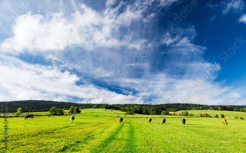 Fototapeta na szkło Niebo nad pastwiskiem
