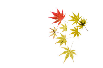 Sticker - maple leaves