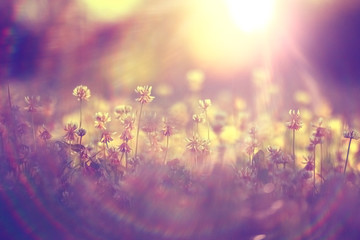 summer landscape background sun flowers Rays