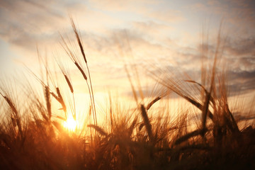 landscape fantastic sunset on the wheat field sunbeams glare