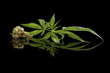 Wall Mural - Cannabis isolated on black.