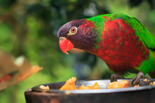 Closeup Of A Single Parrot (Trichoglossus Haematodus,  Lorius Chlorocercus) Perched On A Platform With A Food Plate 