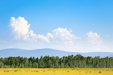 Wall Mural - Beautiful landscape. Field and forest on a background of mountai