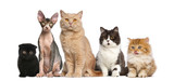 Fototapeta Koty - Group of cats in front of a white background