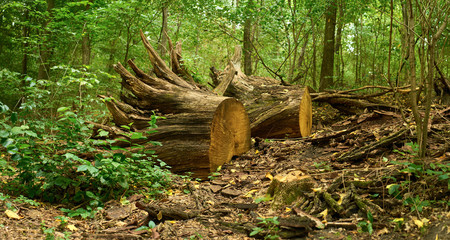 fallen tree in the forest