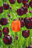 Fototapeta Tulipany - Tulips