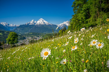 Wall Mural - Mountain pastures with flowers in the Alps in springtime