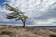 © darlenemunro - Wind Swept Tree on Georgian Bay, a Group Of Seven inspiration.