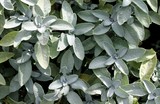 Tapis de plantes