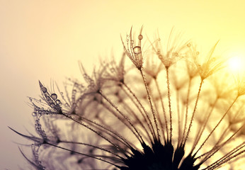 Wall Mural - Dewy dandelion flower at sunset close up