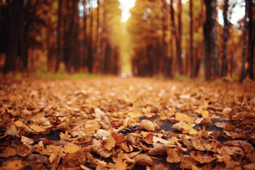 Wall Mural - autumn landscape in nature