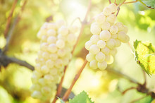 Green Grape On Vineyard