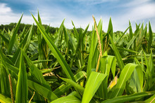 Green Corn Field Growing Up Against Blue Sky