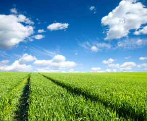 Wall Mural - green field under blue sky with white clouds