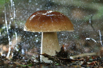 boletus edulis in the forest