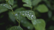 Liście pokryte kroplami deszczu