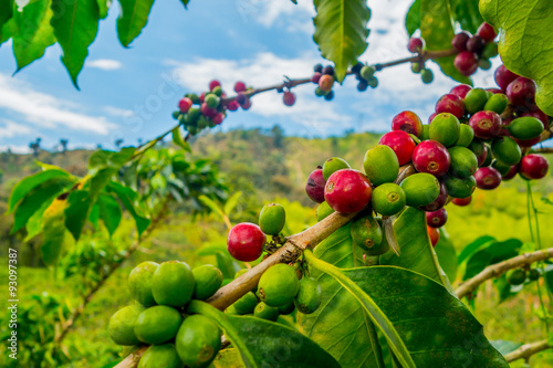 Cuadros en Lienzo Coffee farm in Manizales, Colombia