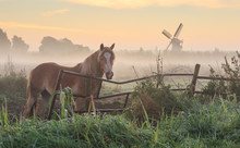 Horse In A Meadow Near A Windmill During A Foggy, Autumn Sunrise. Groningen, Netherlands