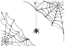 Spiderweb. Big Black Spider Web. Black Scary Spider Of Web. Poison Spider