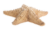 Beige Large Starfish On White
