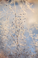 Canvas Print - blue and brown dried frozen plants at sunset