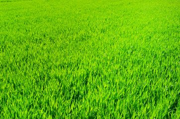 Green grass texture from a field