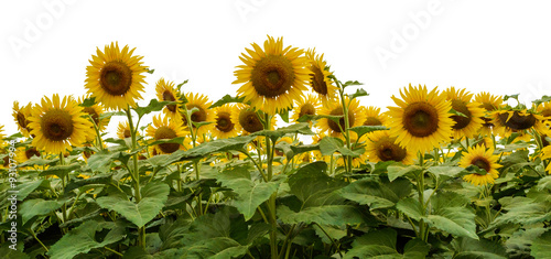 Naklejka - mata magnetyczna na lodówkę yellow sunflowers isolated on white background