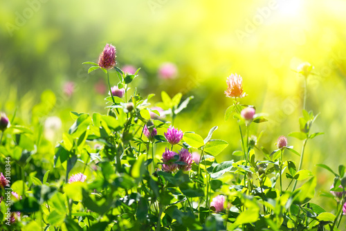Meadow. Clover flowers growing on spring field