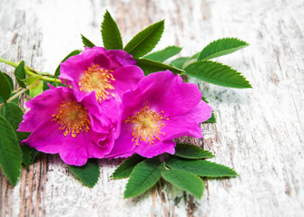 Canvas Print - Dog rose