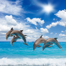 Three  Jumping Dolphins