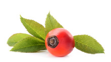 Dog Rose Hip With Leaves