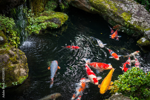 Obraz Dibond Koi Karpfen w Japonii
