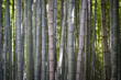 Bambus Wald in Japan
