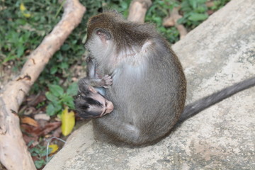 Affen im Affenwald Ubud, Bali