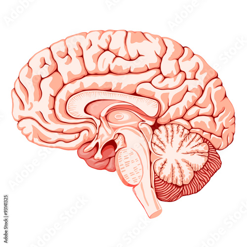 Nowoczesny obraz na płótnie Mózg ludzki