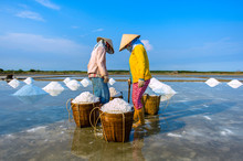 The Women Harvesting Salt , Vietnam.