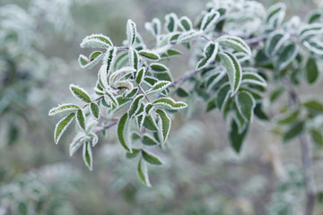 Plant covered with frost, hoarfrost or rime in winter morning, natural background