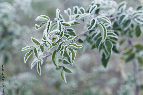 Fotografie, Obraz Plant covered with frost, hoarfrost or rime in winter morning, natural backgroun