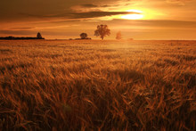 Summer Landscape With A Lone Tree At Sunset Barley Field In The Village