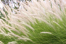 Imperata Cylindrica Beauv Of Feather Grass